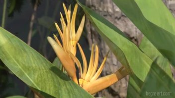 Множество оргазмов на массаже