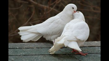 Голубки воркуют!