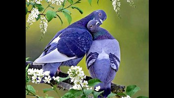 Голубки спариваются!