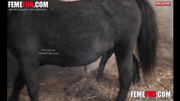 Любительница пони