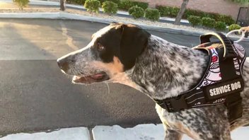 Публичный секс на улице и сосание в парке