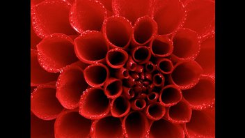 Мой красавец